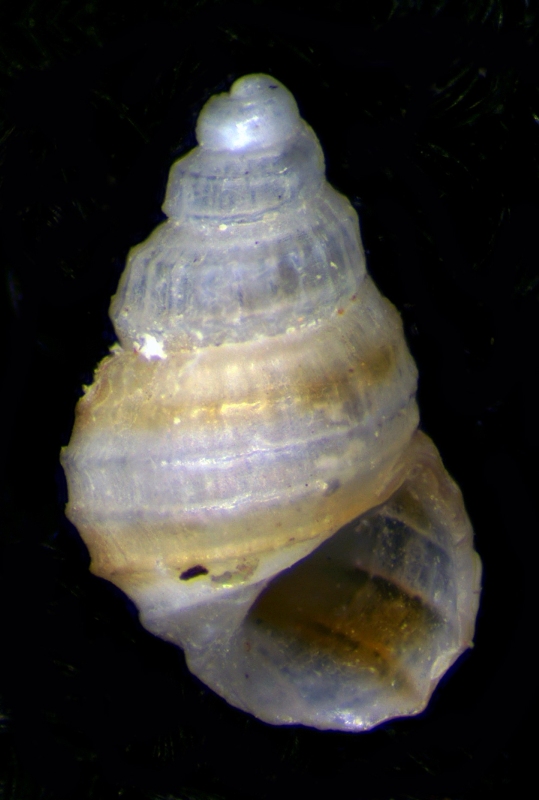 Un aiutino per questa Alvania, Grazie